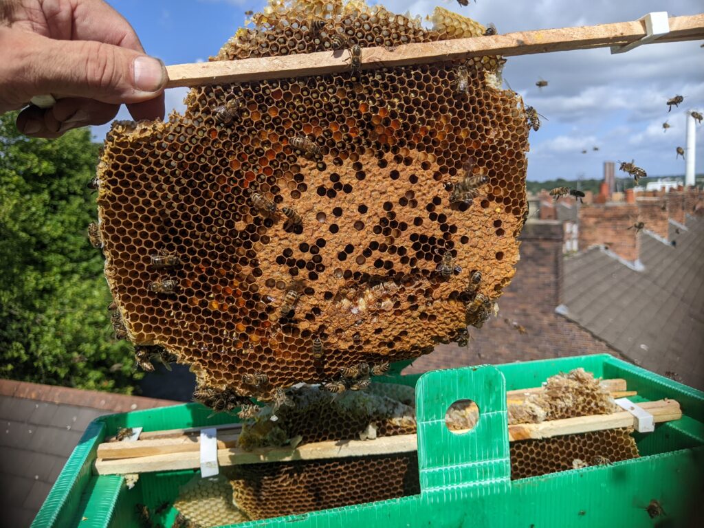 bees and honeycomb removed from the chimney